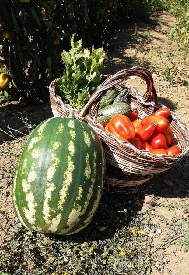 Agriturismo Selvella Allerona Ngoại thất bức ảnh
